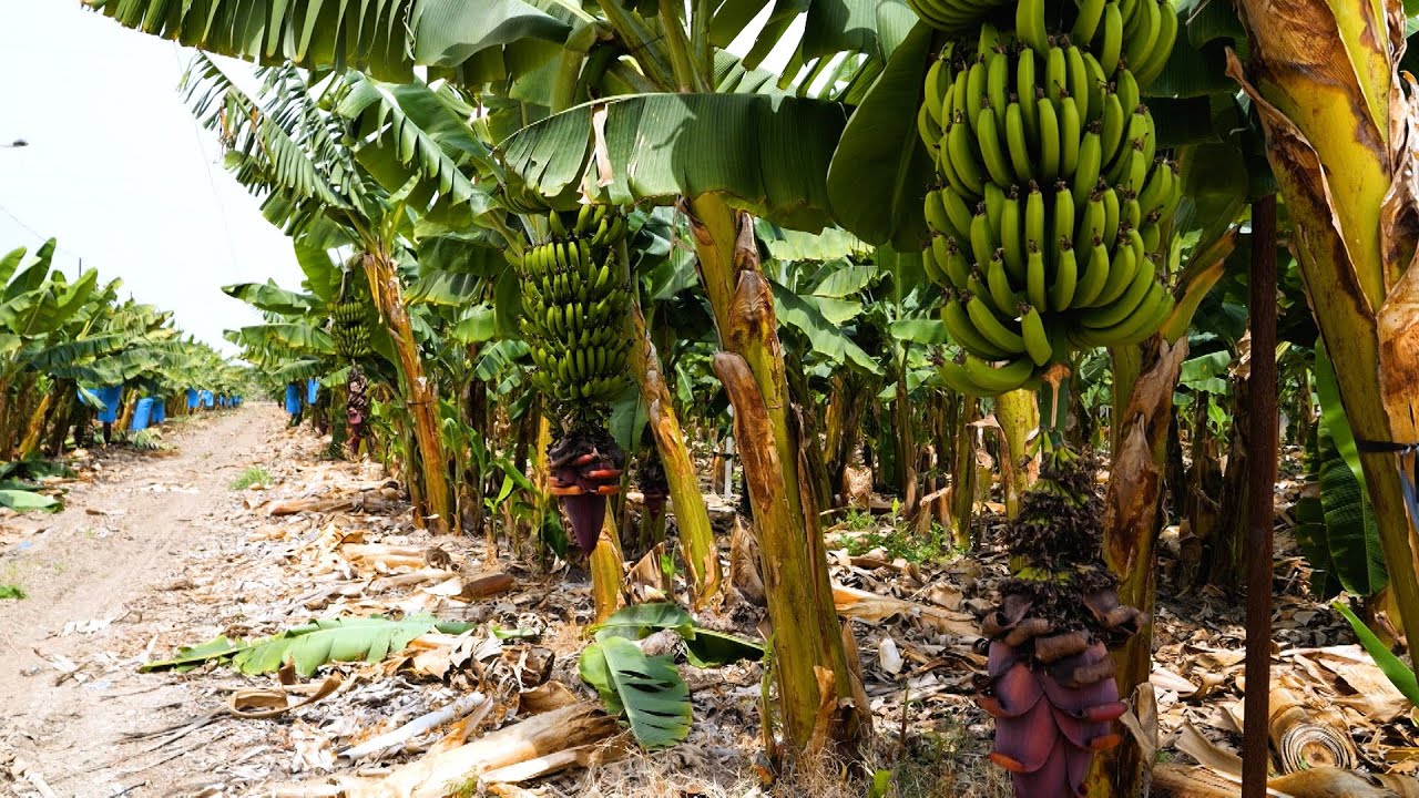 Fokus Jerusalem 362 Fokus Jerusalem 362